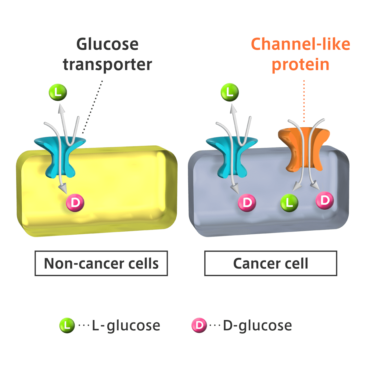Only cancer cells take up L-glucose