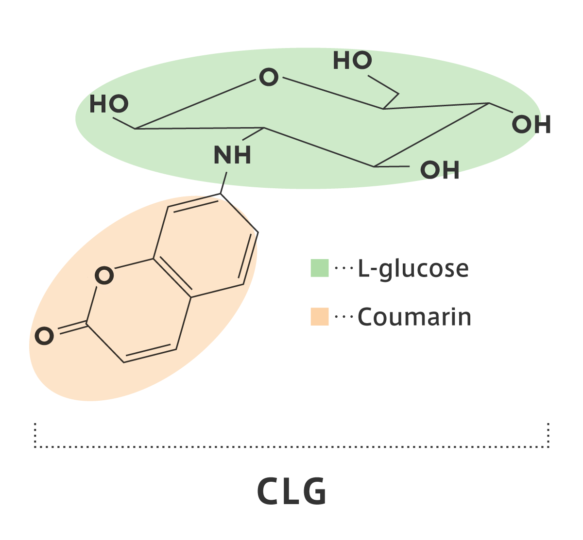 Molecular structure of CLG