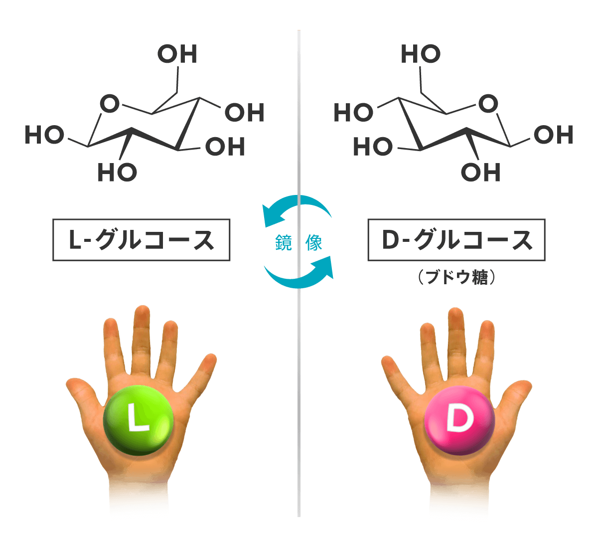 L-グルコースとD-グルコースの化学構造